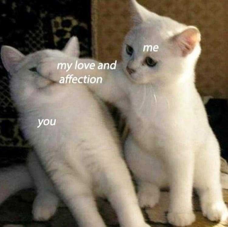 Funny-Love-Affection Funny Cat Pictures Cat Showing Some Love Meme