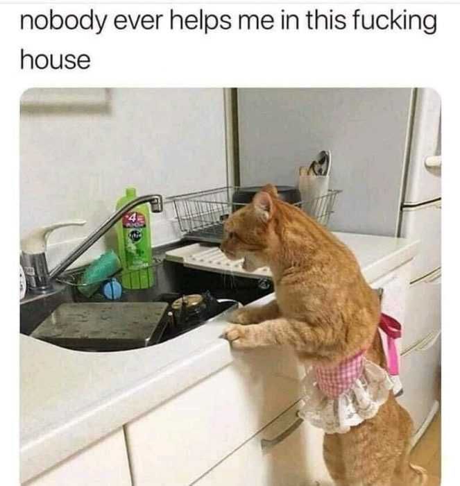Funny-Nobody-Ever-Helps Funny Cat Pictures Cat In Apron In Front Of Sink