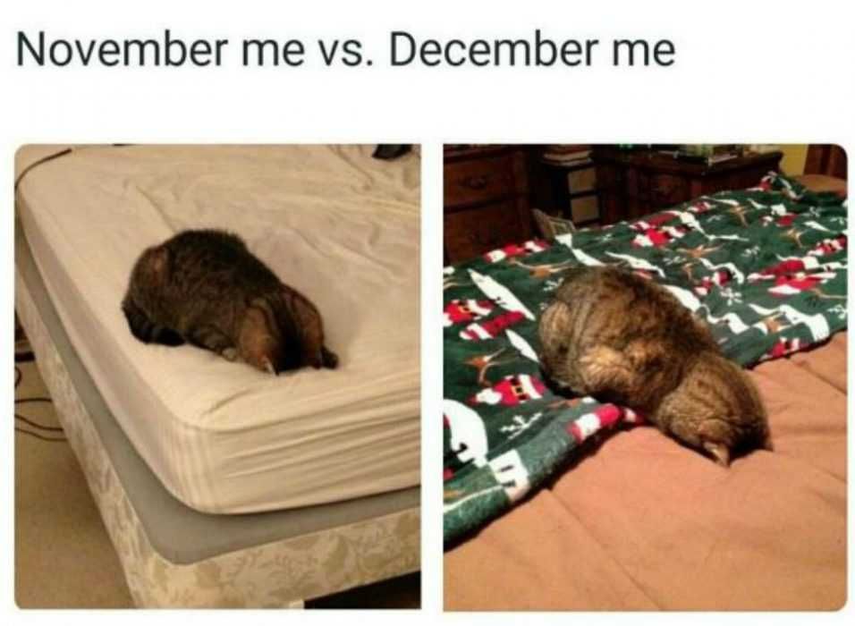 Funny-November-Me Funny Cat Pictures Holiday Spirit Cat