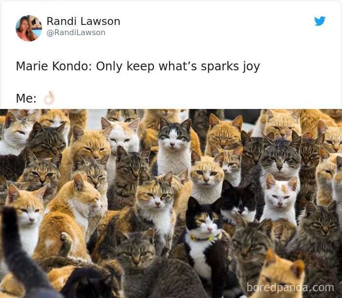 Funny-Only-What-Spaks Funny Cat Pictures Cat Sparking Joy Meme