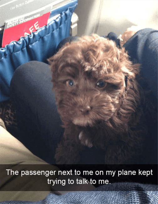 Funny-Passenger-Plane Funny Passenger Plane