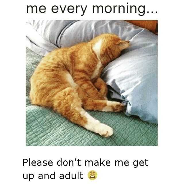 Funny-Please-Dont-Make Funny Cat Pictures Cat Head In Pillow Meme