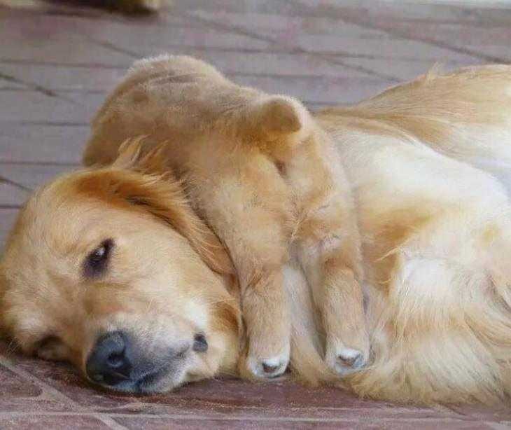 Funny-Puppy-Flop Funny Puppy Flop