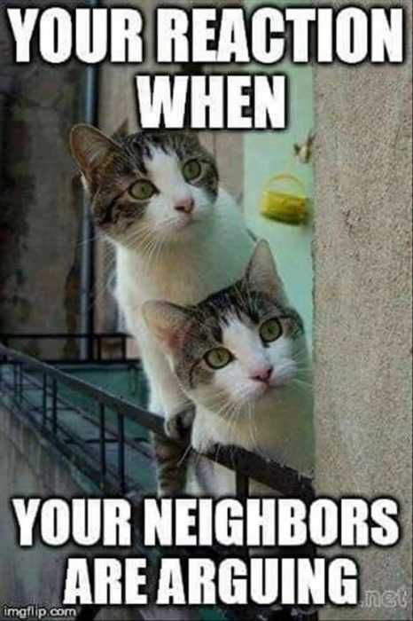 Funny-Reaction Funny Cat Pictures Curious Cats