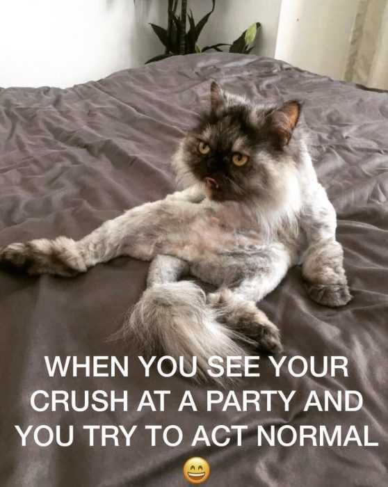 Funny-See-Crush Funny See Crush