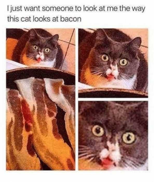 Funny-Someone-Bacon Funny Cat Pictures Cat Begging For Bacon
