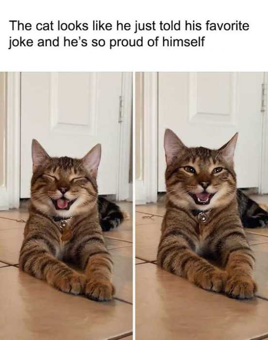 Funny-Told-Favorite-Joke Funny Cat Pictures Proud Cat