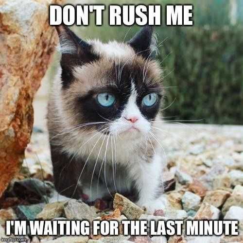 Funny-Waiting-Last-Minute Funny Cat Pictures Patient Cat