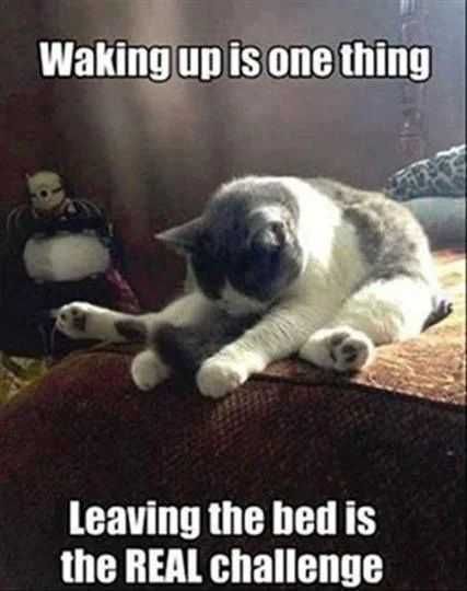 Funny-Waking-Up-Challenge Funny Cat Pictures Cat Not Getting Out Of Bed