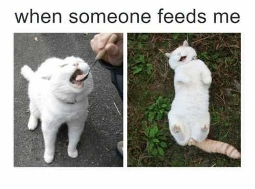 Funny-When-Someone-Feeds Funny Cat Pictures Happy To Be Fed Cat Meme