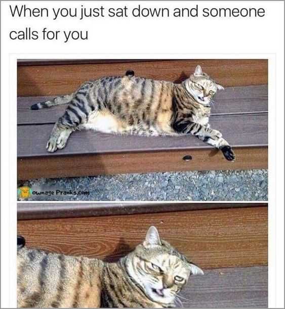 Funy-Someone-Calls-You Funny Cat Pictures Cat Just Laid Down Meme