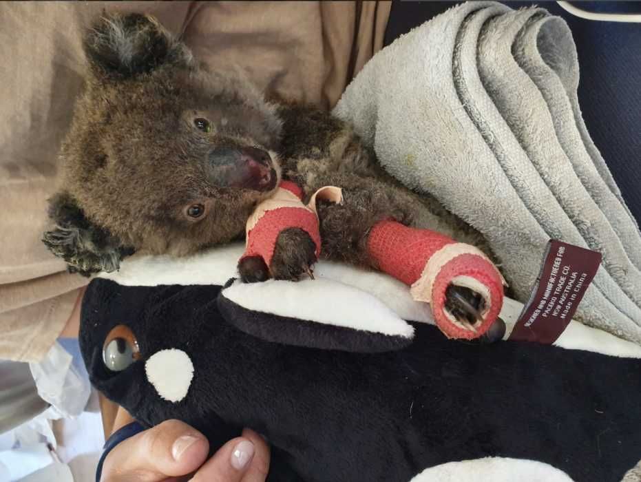 A Koala Treated For Burns Koala Lying In Blanket After Burn Treatment