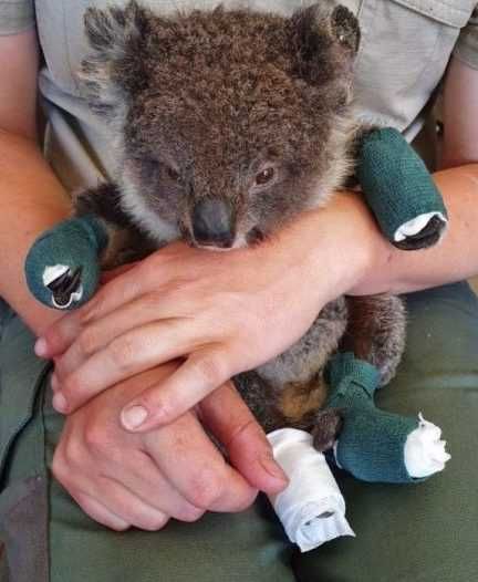 Koala Survives Australian Wildfire Rescued Koala Resting After Being Treated For Burns