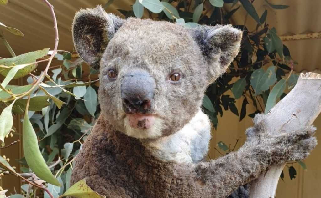 A Koala With Recovering From Burn Injuries Koala With Patchy Fur After Suffering Minor Burns From Raging Wildfires