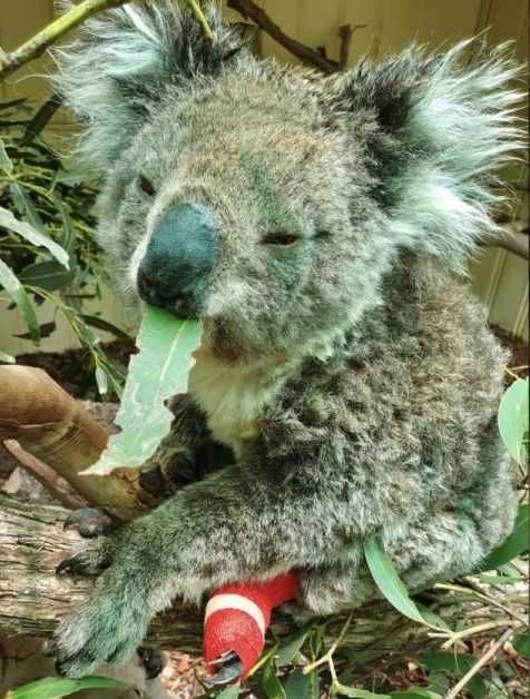 Koala Rests After Treatment For Burn Injury A Koala Falls Asleep While Eating After Being Treated For Burns