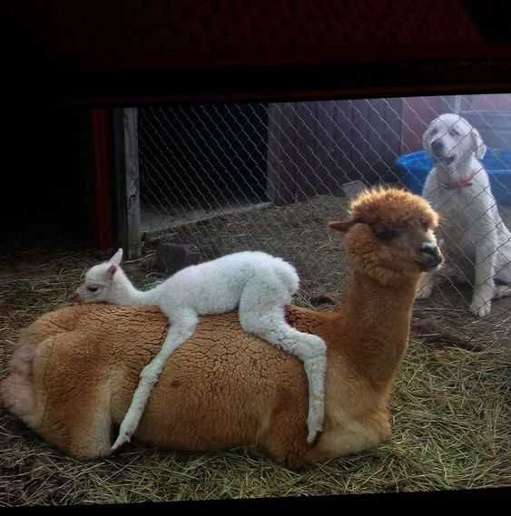 Llama-Baby-Sleep Llama Baby Sleep