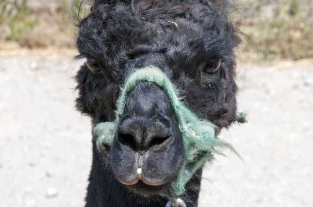 Llama-Black-Face Llama Black Face