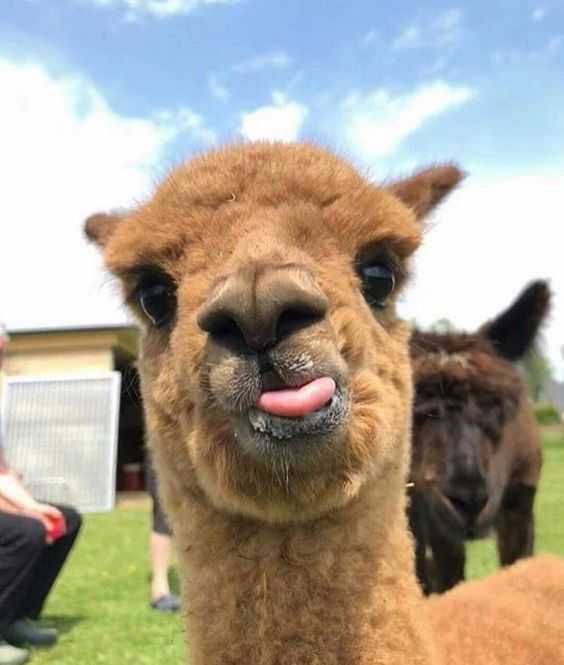 Llama-Blep-1 Llama Blep 1