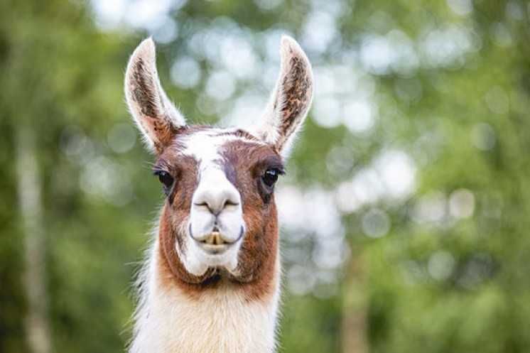 Llama-Brown-White Llama Brown White