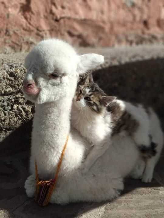 Llama-Cat Llama Cat