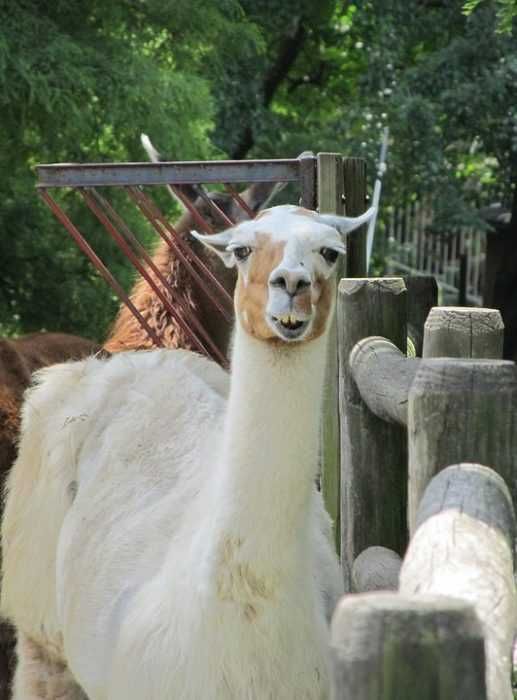 Llama-Gate Llama Gate