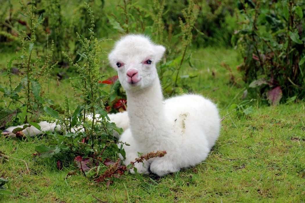 Llama-Grass Llama Grass