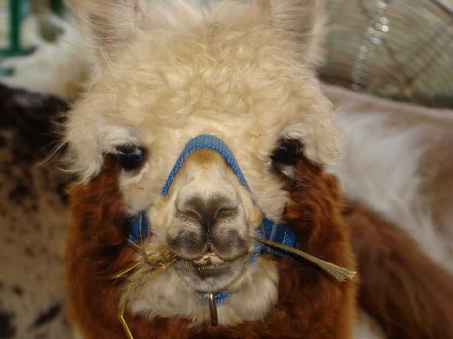 Llama-Hay Llama Hay