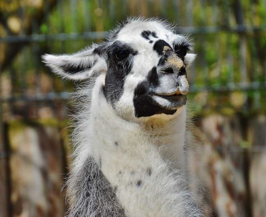 Llama-Hey Llama Hey