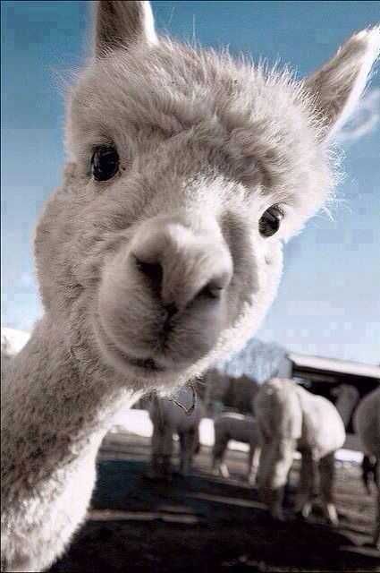Llama-Hi Llama Hi