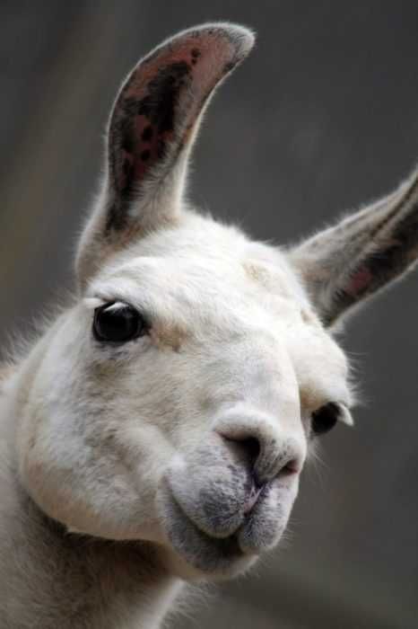Llama-Inquisitive Llama Inquisitive