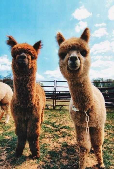 Llama-Pair Llama Pair
