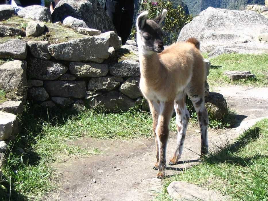 Llama-Prance Llama Prance