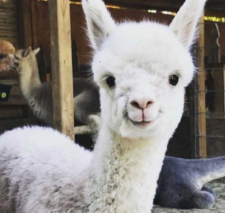 Llama-Precious Llama Precious