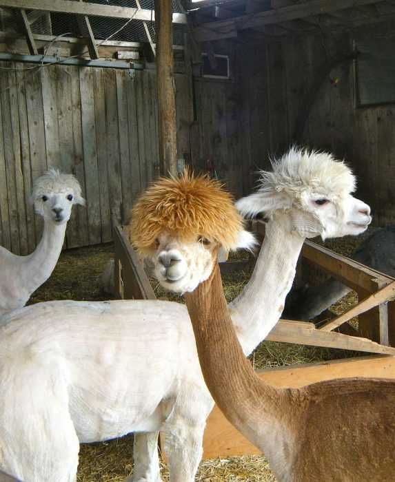 Llama-Punk-Rockers Llama Punk Rockers