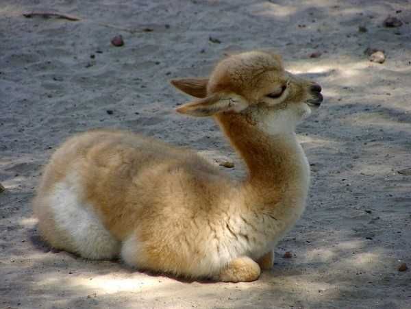 Llama-Sas Llama Sas