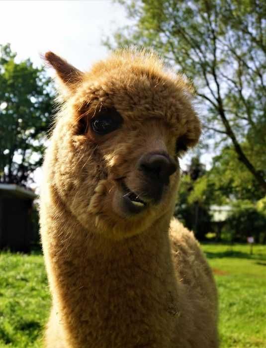 Llama-Shy Llama Shy