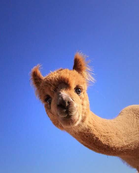 Llama-Smile Llama Smile