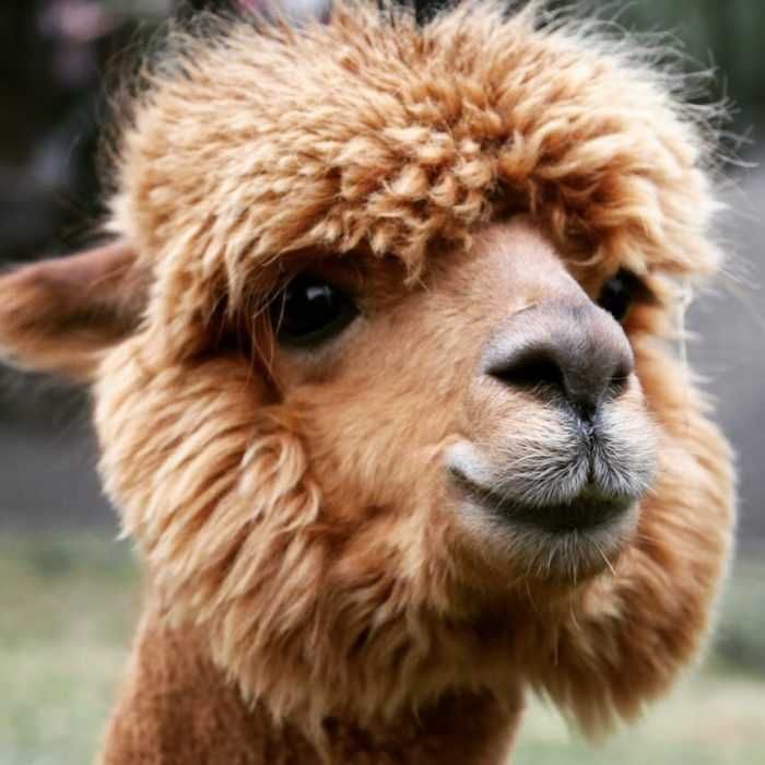 Llama-Up-Close Llama Up Close