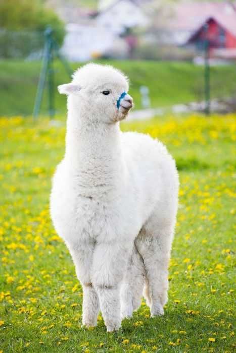 Llama-White Llama White