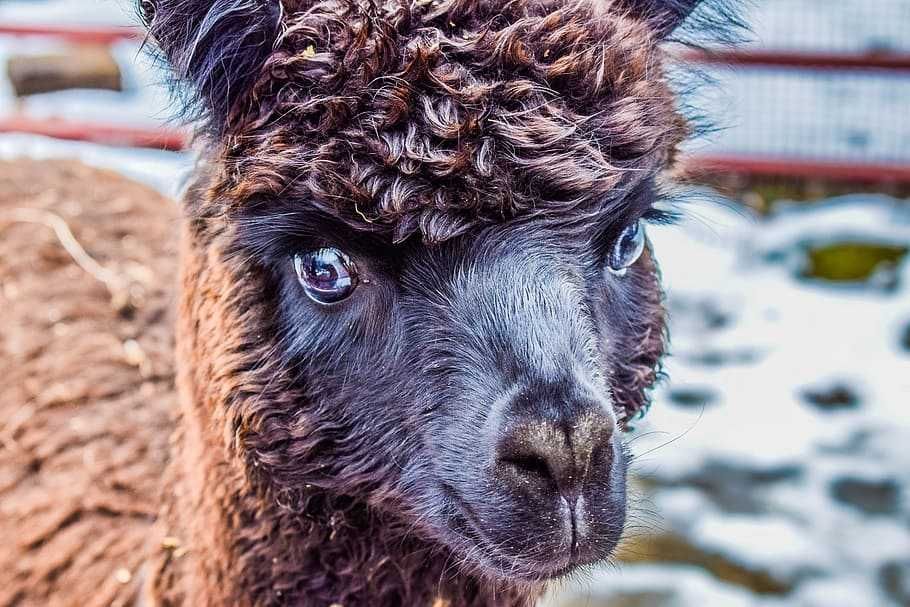Llama-Winter Llama Winter