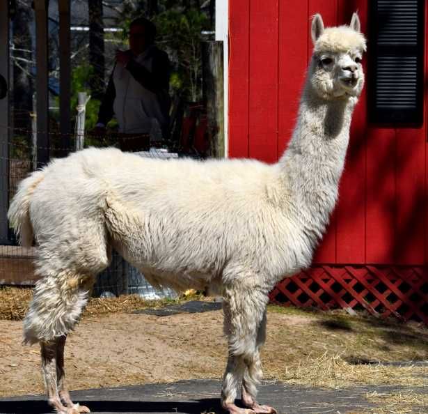 Llama-Wow Llama Wow