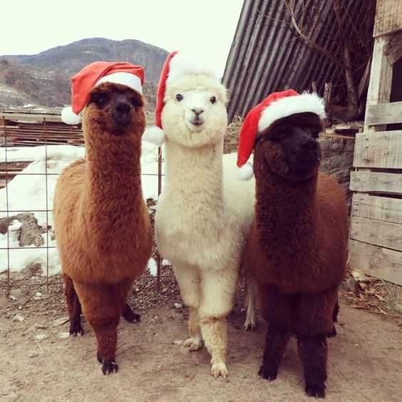 Llama-Xmas Llama