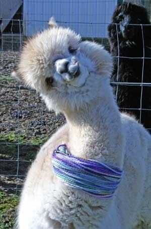 Llama-Yarn Llama Yarn