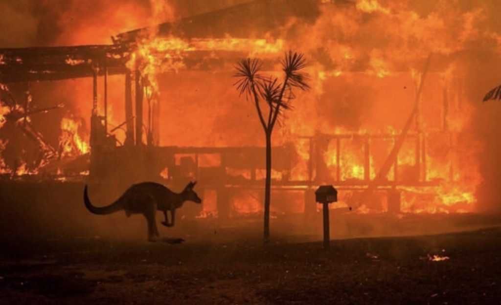 A Kangaroo Stands In Front Of A Farm Caught In The Wildfire. Kangaroo Passing The Scene Of A Burning Farmhouse