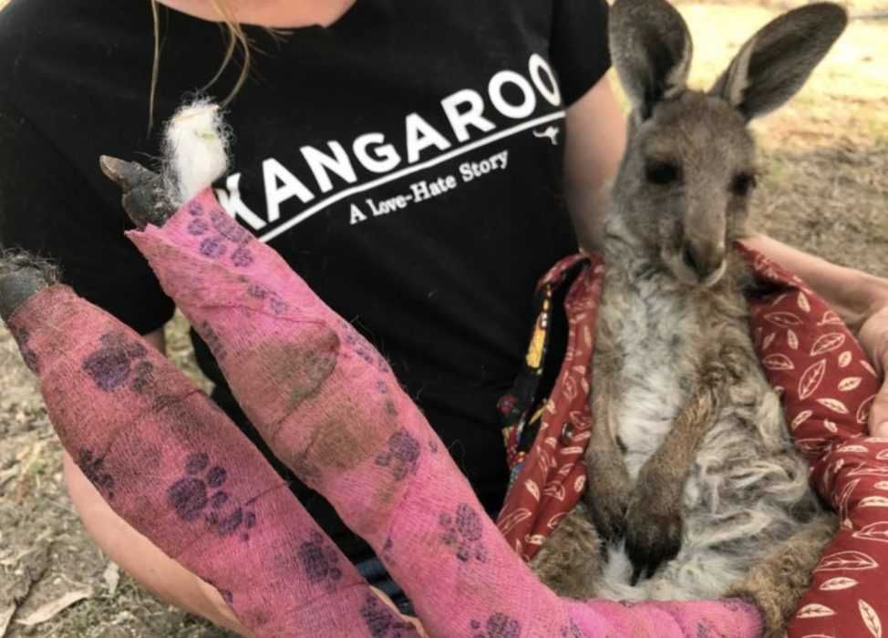Kangaroo Survives Australian Wildfires An Injured Kangaroo Carried By Woman Wearing A Kangaroo Shirt