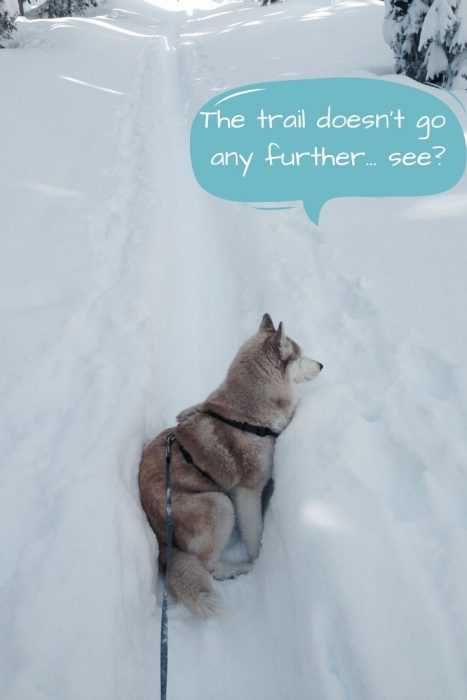 The Trail Goes No Further Husky Wedged Sideways In Trail In Snow