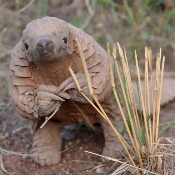 17-Cute-Pangolin-Pictures-10 Cute Pangolin Pictures Pangolin Rubbing Hands In Contemplationg