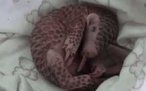 17-Cute-Pangolin-Pictures-11 Cute Pangolin Pictures Sleeping Pangolin