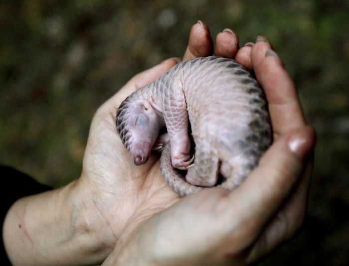 17-Cute-Pangolin-Pictures-12 Cute Pangolin Pictures Baby Pangolin Resting In Hands