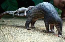 Cute Pangolin Pictures  Sleeping Pangolin